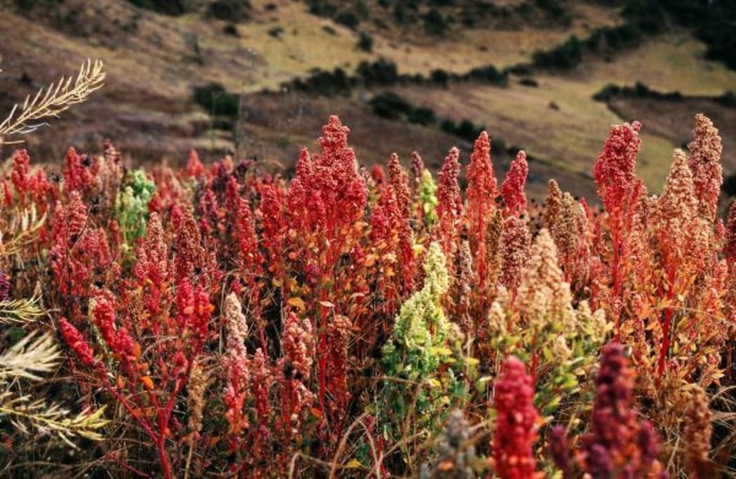 Quinoa plants near Cachora, Apurímac, Peru (