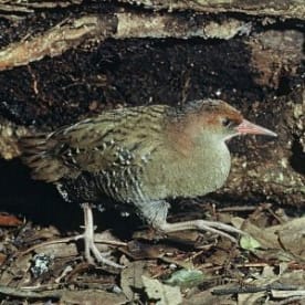 Photo for Auckland Island Rail