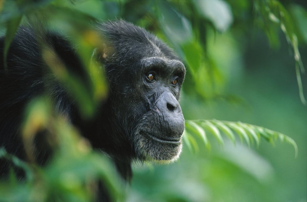 chimpanzee in the trees in Guinea
