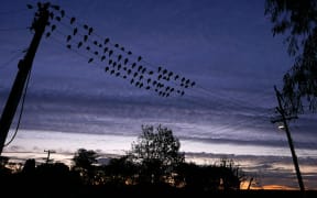 birds on a wire