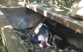 Little Blue Penguin chicks hunker down in their box.