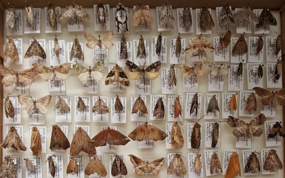 Moth collection