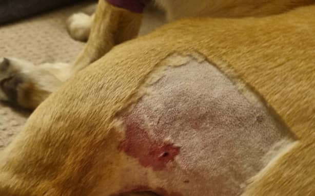 Labrador attacked by group of dogs on Palmerston North walking track | RNZ