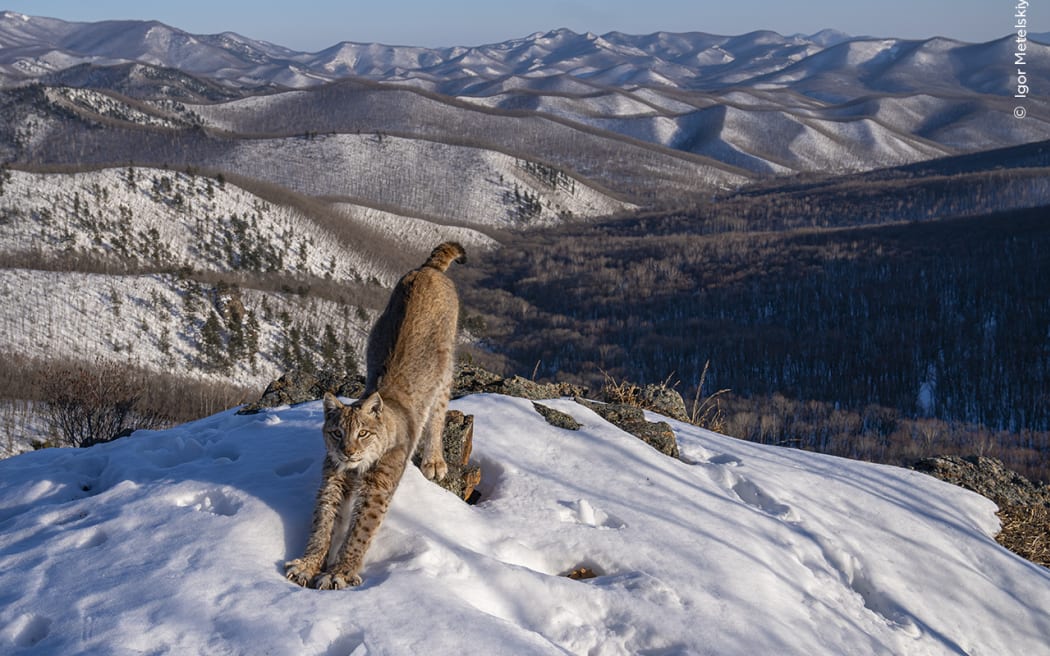 It took Igor Metelskiy more than six months of waiting to achieve this relaxed image of the elusive lynx.