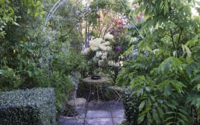 Courtyard garden featuring white Rhododendrons and a clipped square hedge