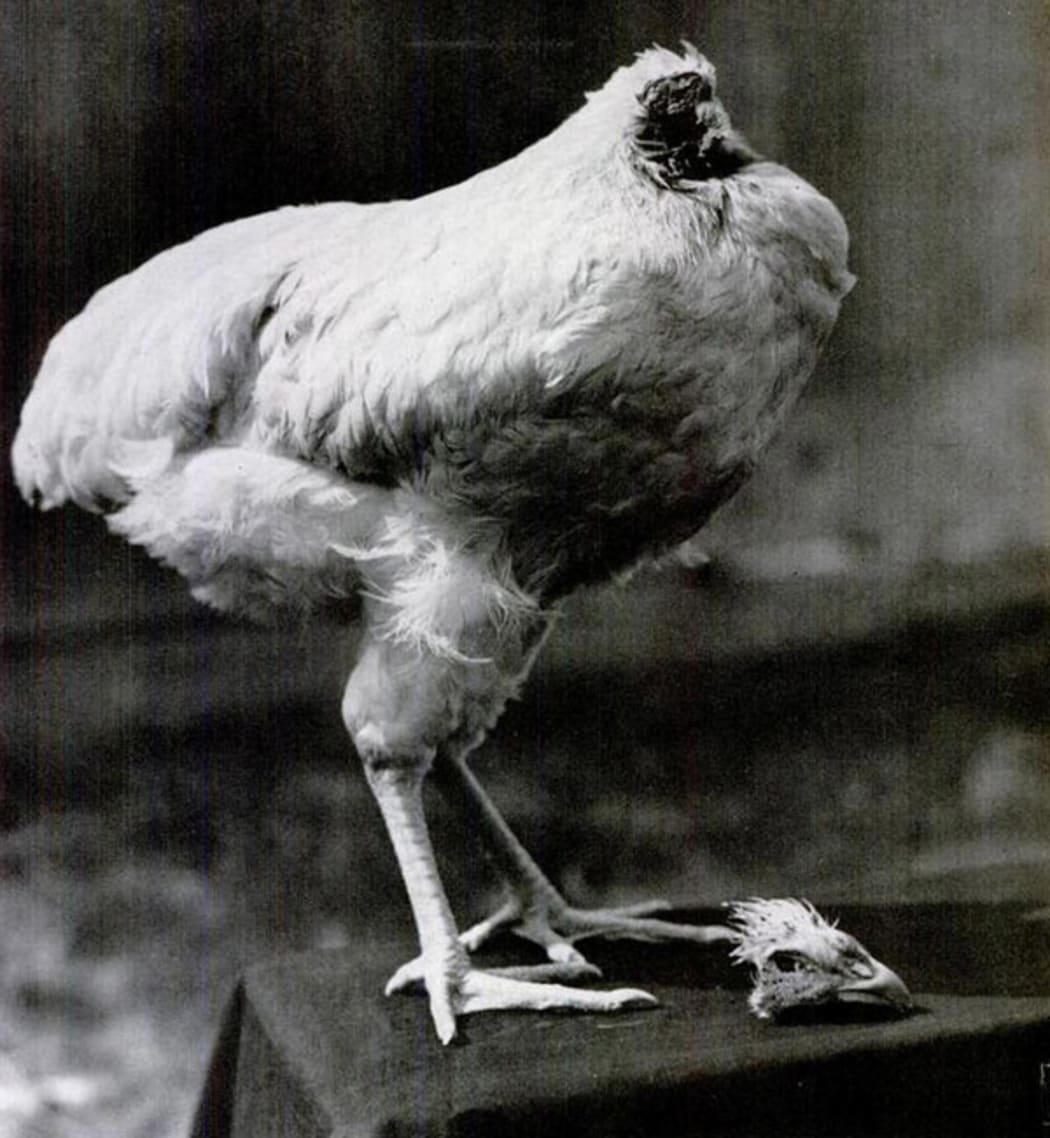 How a chicken with no head survived for 18 months RNZ News