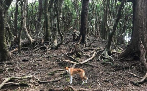 Whānau say pestes are 'eating the forest from the inside out' at Raukūmara.