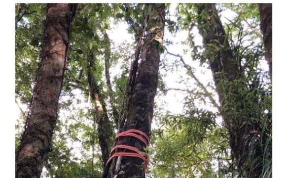 A tree filled with foam to stop potential bat roosts.