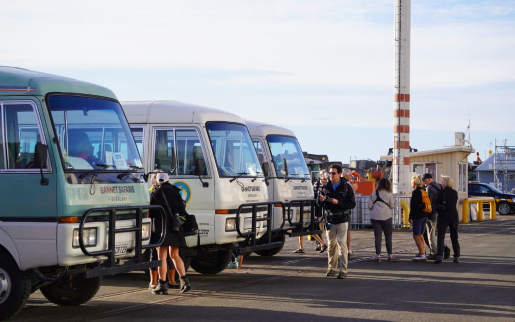 Cruise ship passengers are met by buses to take them to the gannet colony on Cape Kidnappers.