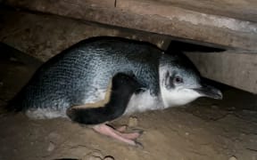 Couple at their wits end from the noise of a multi-generational little blue penguin family who have established themselves under their bedroom
