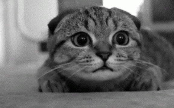 Cat gif