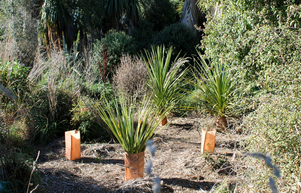 more planting at Silversteam