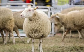 Sheep bred for milking by Mid Canterbury based Matt and Tracey Jones from Sheep Milk New Zealand.
