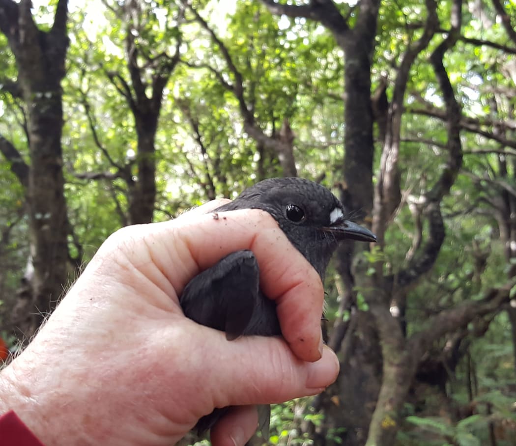 South Island robins are being moved between predator-free islands in Fiordland. This robin was caught on Chalky Island and released in Martin's Bay in April 2019.
