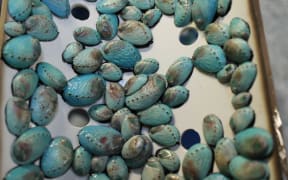 Young paua