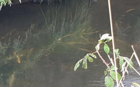 The Tangahoe River, polluted by an ammonia spill from Silver Fern Farms' processing facility near Hawera.