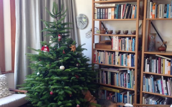 A Fraser's fir Christmas tree in Wellington.
