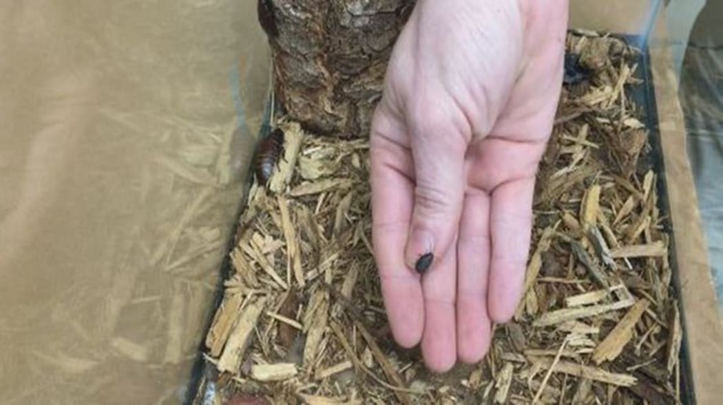 Atlanta zoo cockroach named Tom Brady.