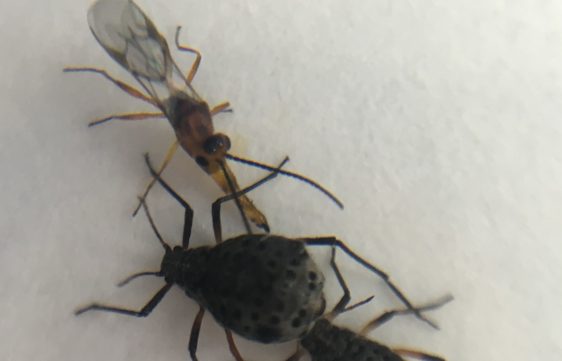 Parasitoid insect Pauesia nigrovaria attacks two giant willow aphids.