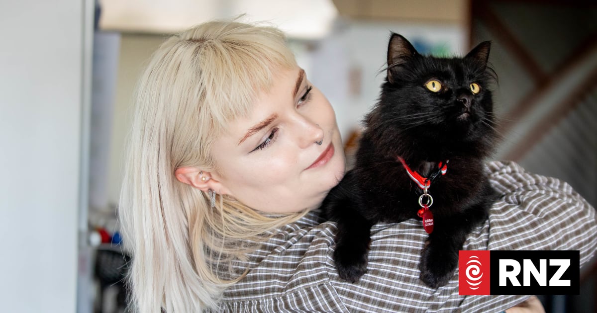 'He loved Wellington': Capital's celebrity cat Azuki Bean dies suddenly