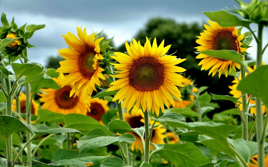 Sunflowers at the Taupiri Sunflower Farm.