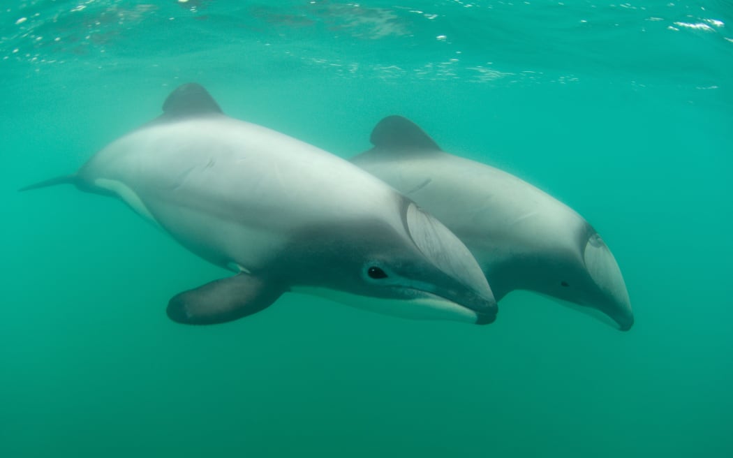 Hector's dolphins off Banks Peninsula.