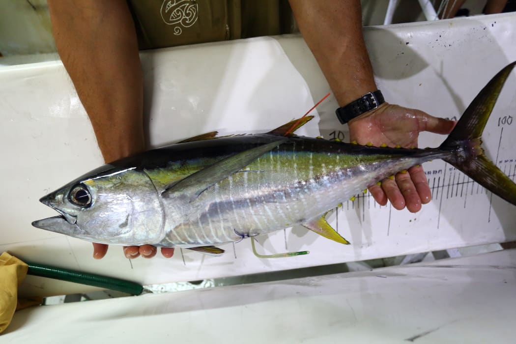A small yellowfin with attached electronic tag about to be returned to the water