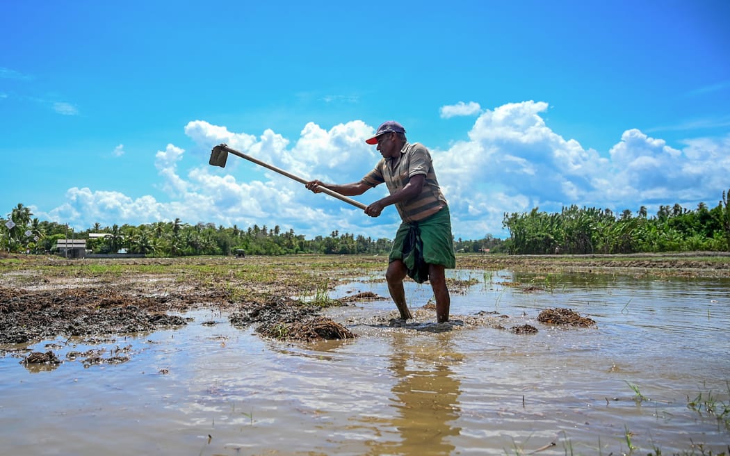 A farmer works on a paddy field in Tissamaharama, Sri Lanka, on 23 April, 2022.