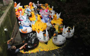 Hundreds of yellow rubber ducks and large, inflatable swans crowd around a stream with a net guarding the starting line.