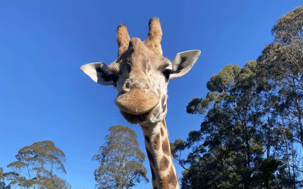 Twelve-year-old Mdomo was euthanised on Friday after her condition deteriorated following a procedure that had involved a general anaesthetic.