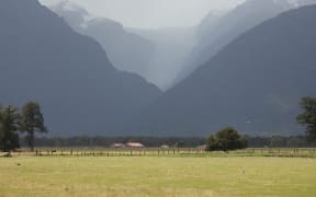 Farmers say pasture and forests are under threat from deer (file photo of Westland).