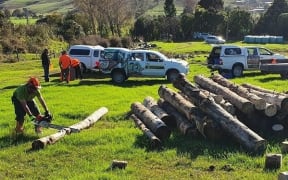 A Hauraki iwi partnership makes use of logs damaged during lockdown.