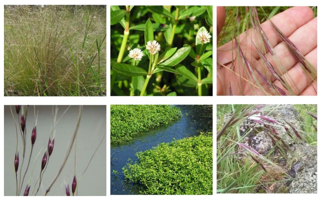 From left, nassella tussock, alligator weed and Chilean needle grass.