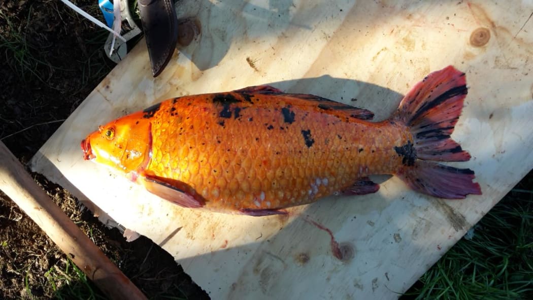 Koi carp