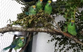 The five young kākāriki karaka have regrown their feathers and learned to fly.