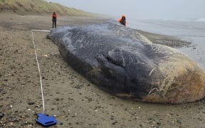 DOC staff assess the remains of a deceased sperm whale which washed ashore on a remote part of Oreti Beach, Southland.