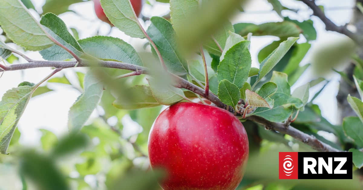 FarmRight converts mid Canterbury dairy farm to plant T&G apples | RNZ