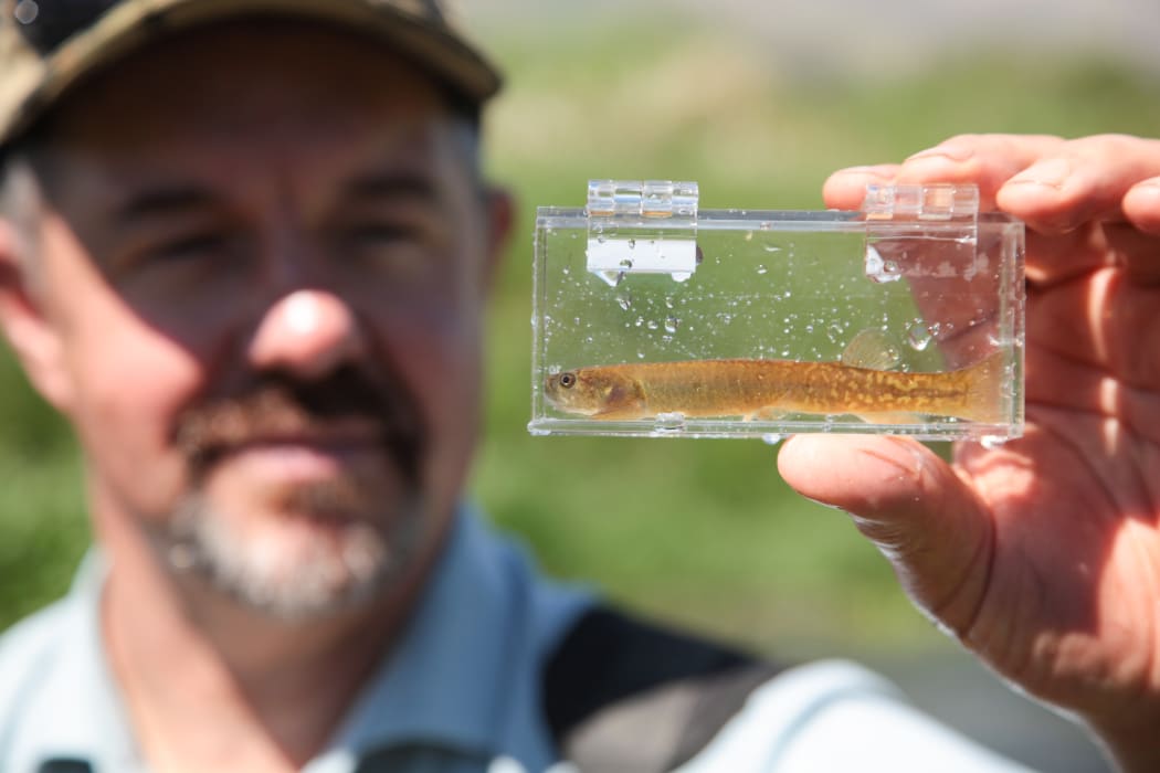 Zane Moss of Southland Fish and Game with a freshwater fish (galaxiid)