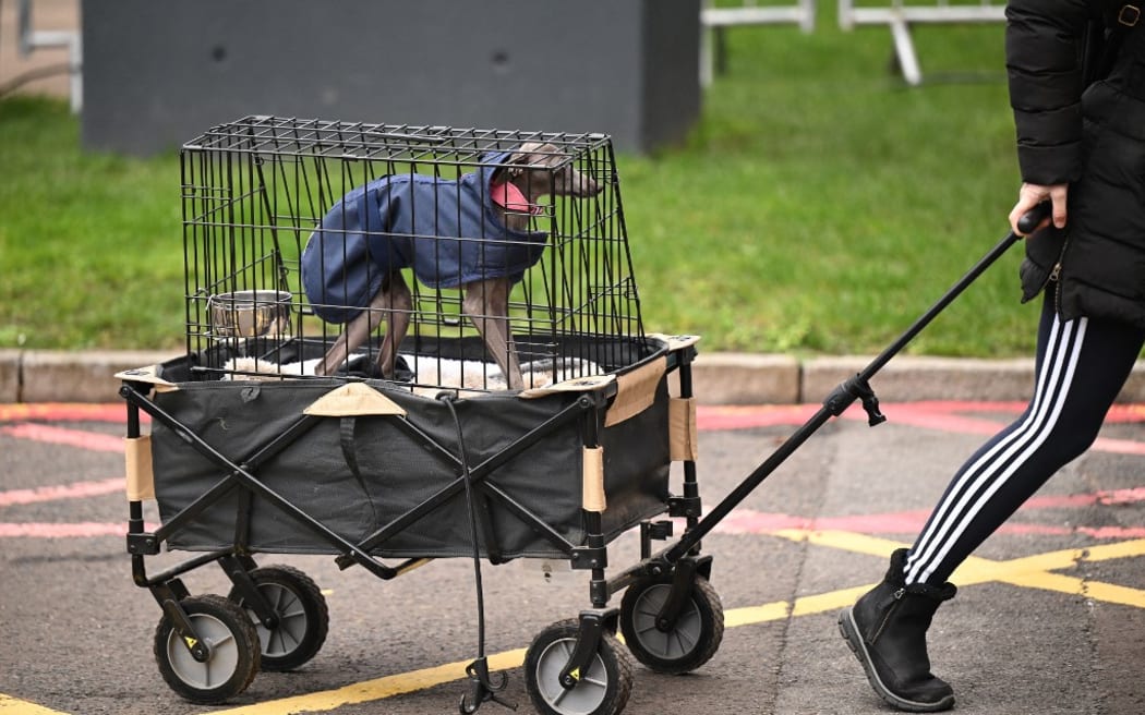 A dog arrives on the first day of the Crufts dog show at the National Exhibition Centre in Birmingham, central England, on March 7, 2024. (Photo by Oli SCARFF / AFP)