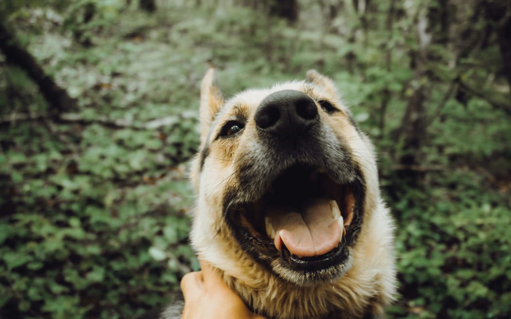 A German Shepherd dog being petted.