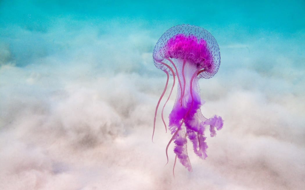 Purple people eater jellyfish