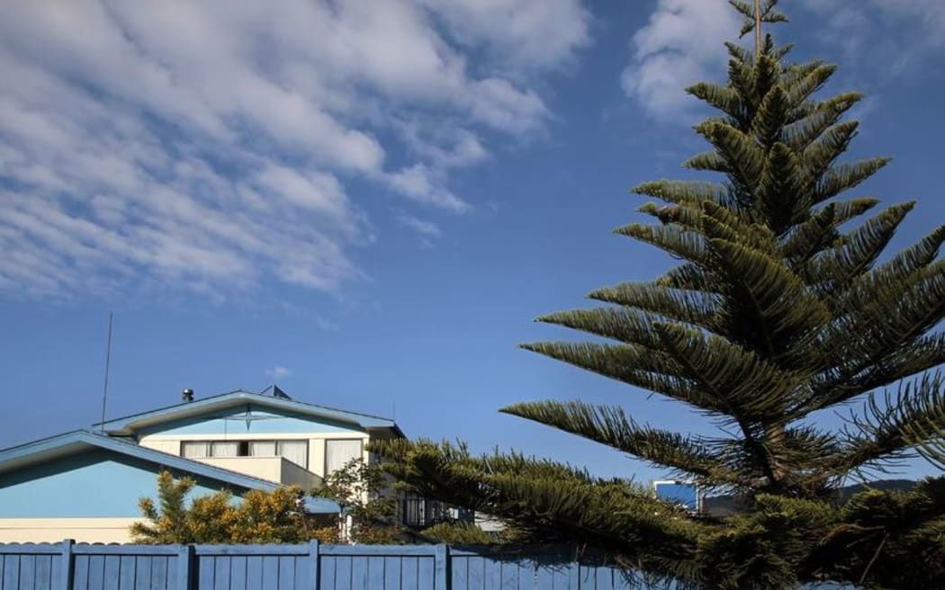 A Norfolk Pine in suburban Waikato.