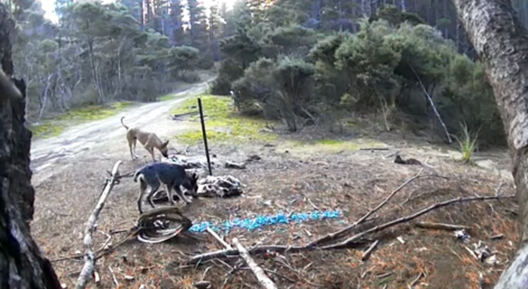 More than 100 lambs and ewes and about 36 angora goats were killed by feral dogs on the Nilsson family's Shenstone Farm, just south of Cape Rēinga.