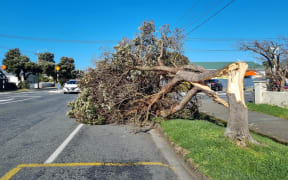 Trees and fences in Miramar toppled in the extreme winds on Sunday night.