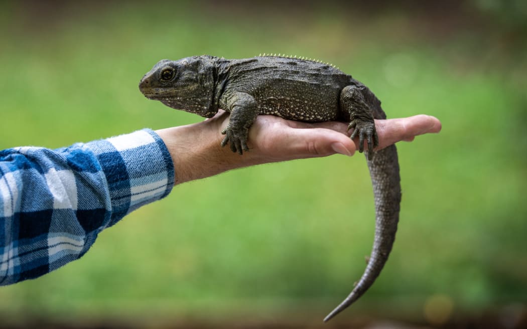 Tuatara at the Kiwi Birdlife Park in Queenstown