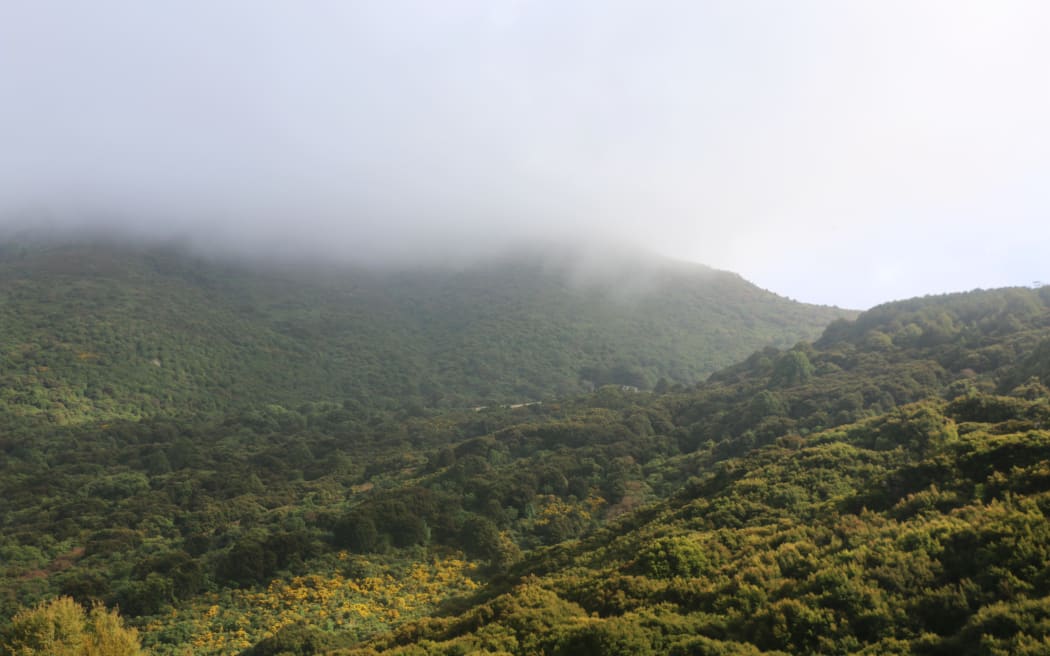 Hinewai Reserve