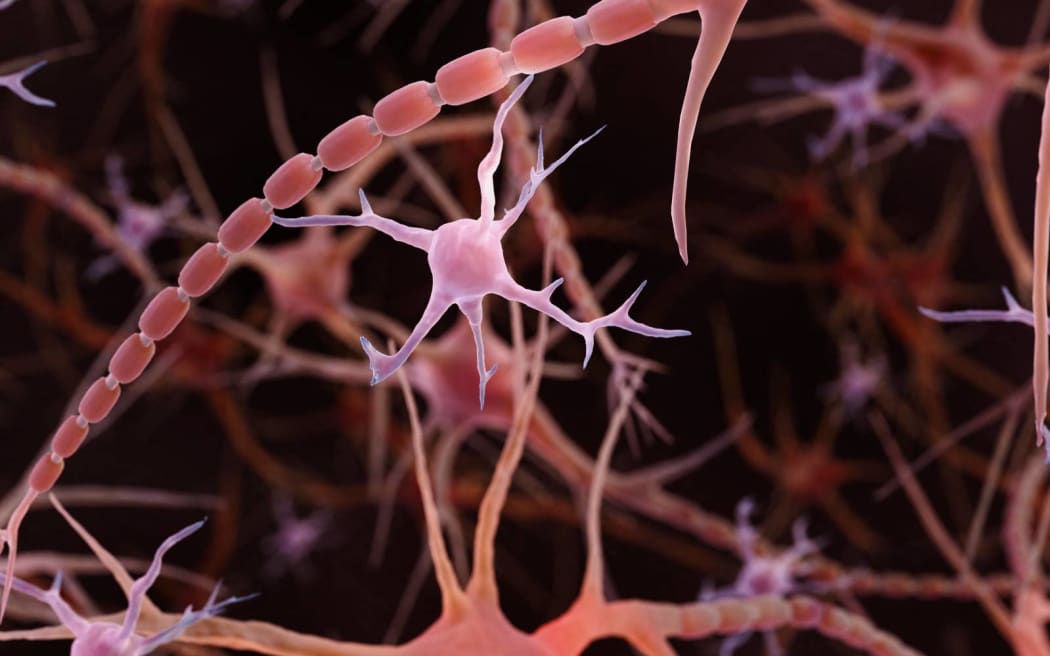 Microglia, computer illustration. Microglia are immune cells in the brain and spinal cord. (Photo by ARTUR PLAWGO / SCIENCE PHOTO LIB / APL / Science Photo Library via AFP)