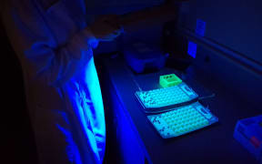 In this picture, a scientist uses to white light to test for E coli in samples.