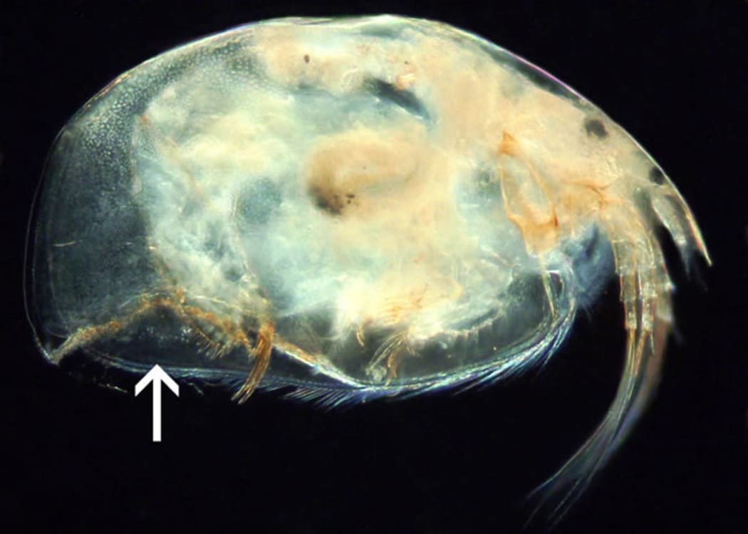 Daphnia is a small crustacean that is part of the zooplankton of freshwater lakes.