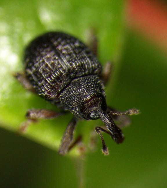 Barberry seed weevil